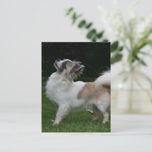 Carte Postale Long Haired Chihuahua Regardez la caméra (Debout devant)