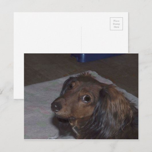 Carte postale Long-Haired Dachshund (Devant / Derrière)