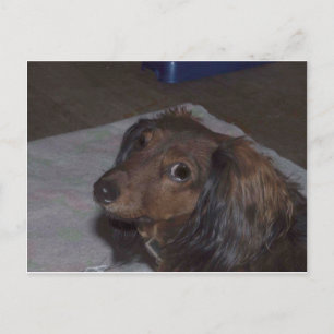 Carte postale Long-Haired Dachshund