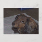 Carte postale Long-Haired Dachshund (Devant)