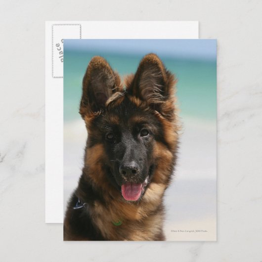Carte Postale Long Haired German Shepherd Beach (Devant / Derrière)