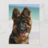 Carte Postale Long Haired German Shepherd Beach (Devant)