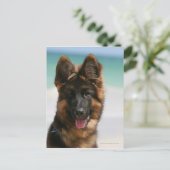Carte Postale Long Haired German Shepherd Beach (Debout devant)