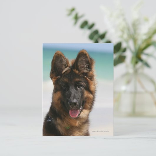 Carte Postale Long Haired German Shepherd Beach (Debout devant)