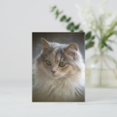 Carte Postale Long Haired Kitten (Debout devant)