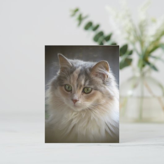 Carte Postale Long Haired Kitten (Debout devant)