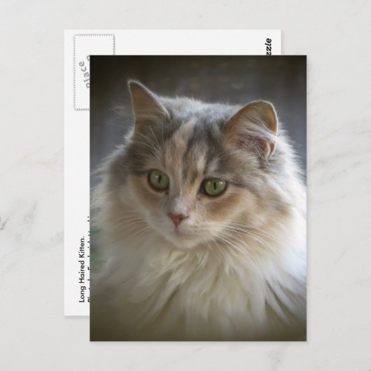Carte Postale Long Haired Kitten (Devant / Derrière)