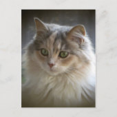 Carte Postale Long Haired Kitten (Devant)