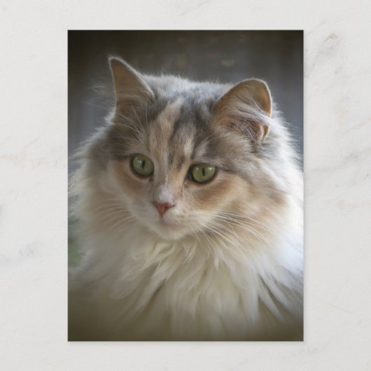 Carte Postale Long Haired Kitten (Devant)