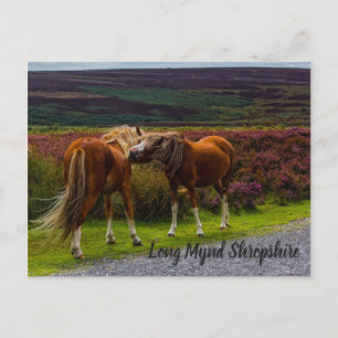 Carte postale Long Mynd Wild Ponies