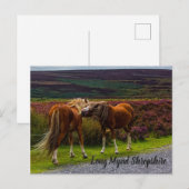 Carte postale Long Mynd Wild Ponies (Devant / Derrière)