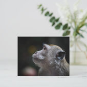 Carte Postale Long-Tailed Macaque Close-Up (Debout devant)