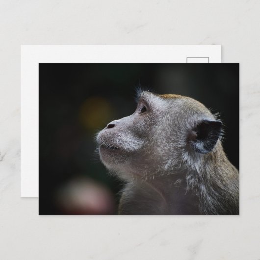 Carte Postale Long-Tailed Macaque Close-Up (Devant / Derrière)