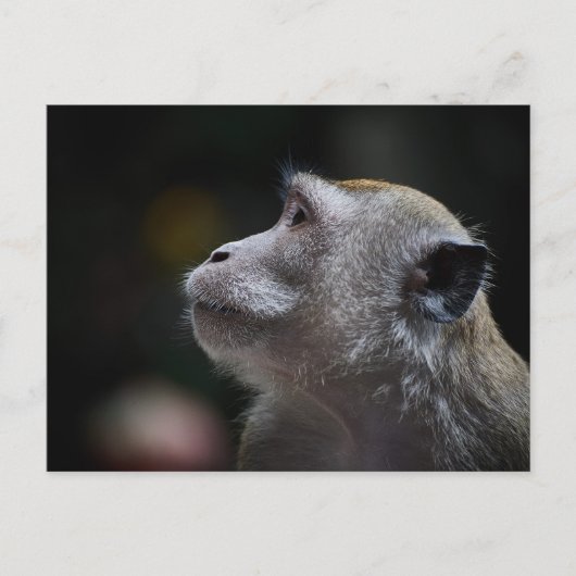Carte Postale Long-Tailed Macaque Close-Up (Devant)