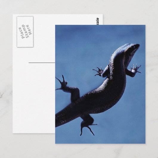 Carte Postale Longévité (Devant / Derrière)