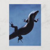 Carte Postale Longévité (Devant)