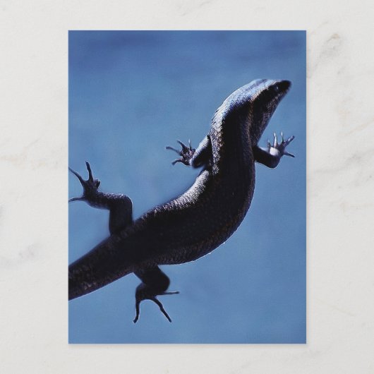 Carte Postale Longévité (Devant)