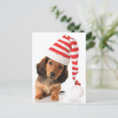 Carte Postale Longhair Dachshund Puppy (Debout devant)