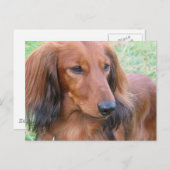 Carte postale LonghEI Dachshund (Devant / Derrière)