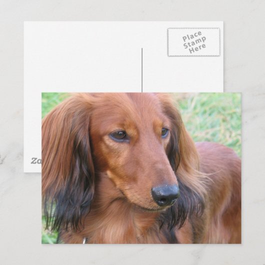 Carte postale LonghEI Dachshund (Devant / Derrière)