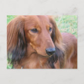 Carte postale LonghEI Dachshund (Devant)