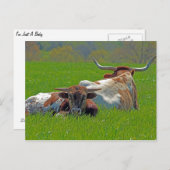Carte Postale Longhorn (Devant / Derrière)
