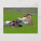 Carte Postale Longhorn (Devant)