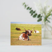 Carte Postale Longhorn (Debout devant)