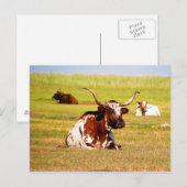 Carte Postale Longhorn (Devant / Derrière)
