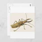 Carte Postale Longhorn Beetle (Devant / Derrière)