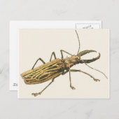 Carte Postale Longhorn Beetle (Devant / Derrière)
