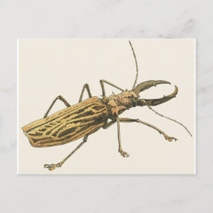 Carte Postale Longhorn Beetle