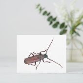 Carte Postale Longhorn Beetle Coordonner les éléments (Debout devant)