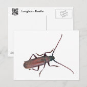 Carte Postale Longhorn Beetle Coordonner les éléments (Devant / Derrière)