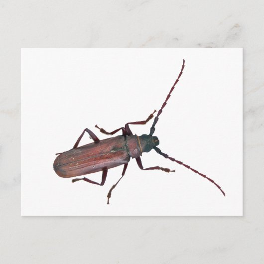 Carte Postale Longhorn Beetle Coordonner les éléments (Devant)