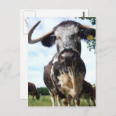 Carte postale Longhorn Cattle Cow (Devant / Derrière)