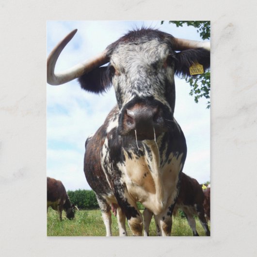 Carte postale Longhorn Cattle Cow (Devant)