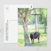 Carte postale Longhorn Cow Port Charlotte Florida (Devant / Derrière)