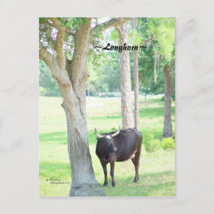 Carte postale Longhorn Cow Port Charlotte Florida