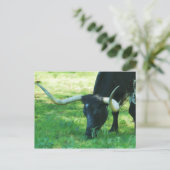 Carte Postale Longhorn noir et blanc (Debout devant)