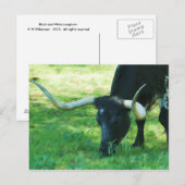 Carte Postale Longhorn noir et blanc (Devant / Derrière)