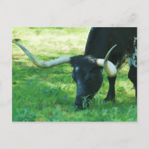 Carte Postale Longhorn noir et blanc