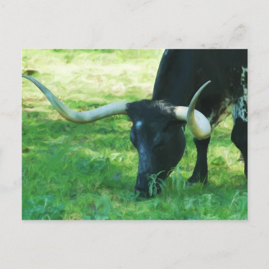Carte Postale Longhorn noir et blanc (Devant)