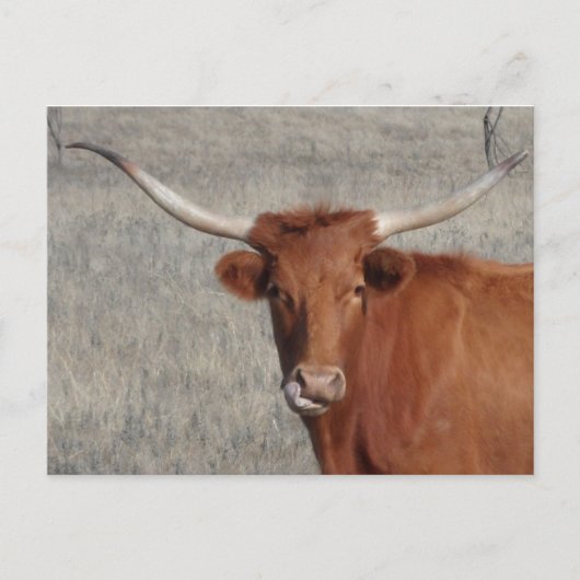 Carte Postale Longhorn Vache Licking Nose (Devant)