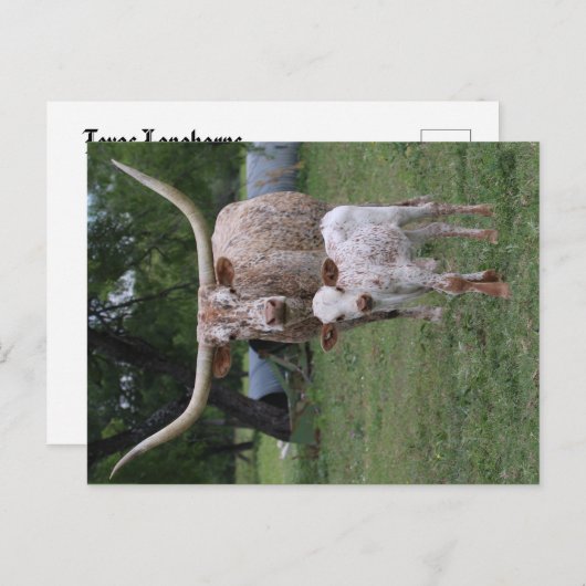 Carte Postale Longhorns du Texas (Devant / Derrière)