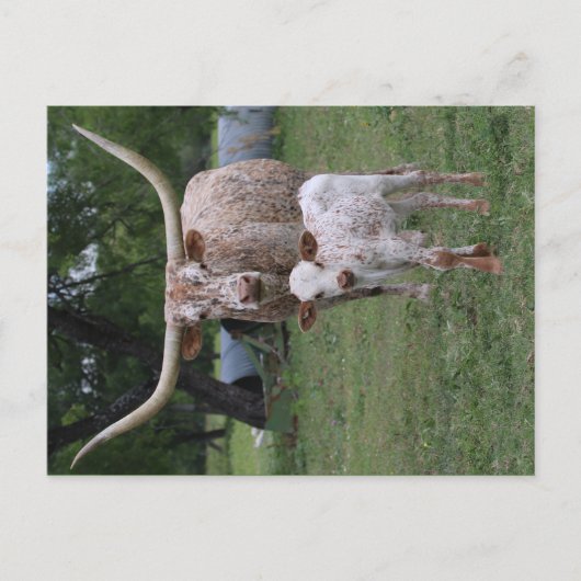 Carte Postale Longhorns du Texas (Devant)