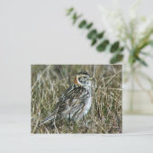 Carte Postale Longspur de laine (Debout devant)