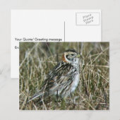 Carte Postale Longspur de laine (Devant / Derrière)