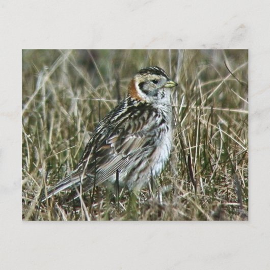 Carte Postale Longspur de laine (Devant)