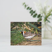 Carte Postale Longspur de laine (Debout devant)